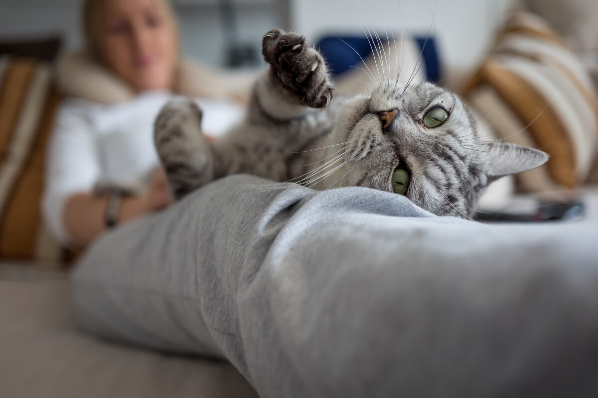 Deine Katze humpelt ist das eine ernste Sache?