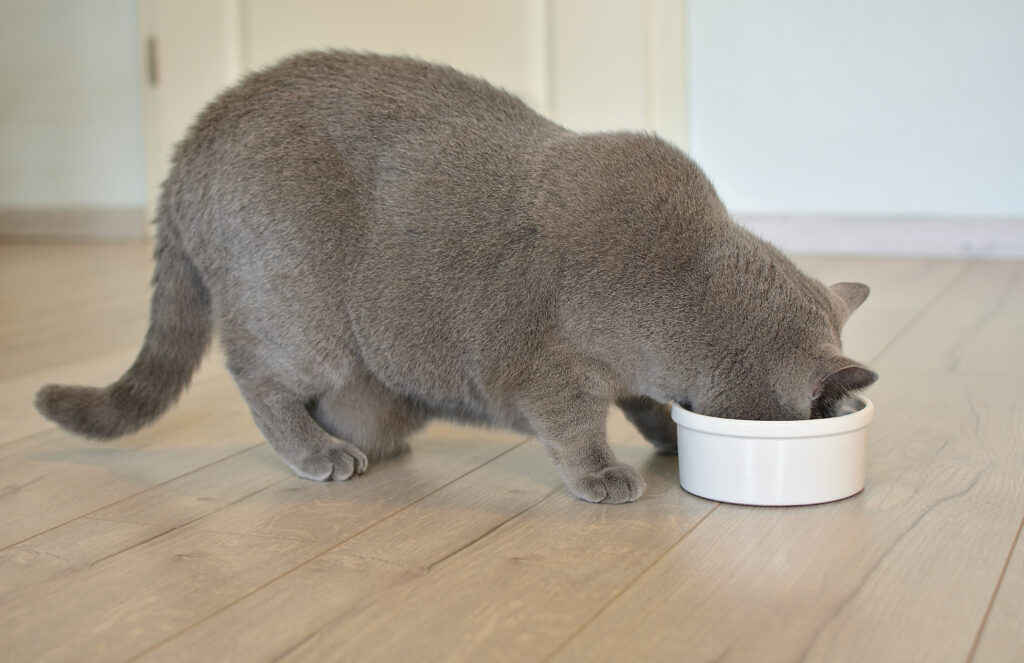 Katzengewicht