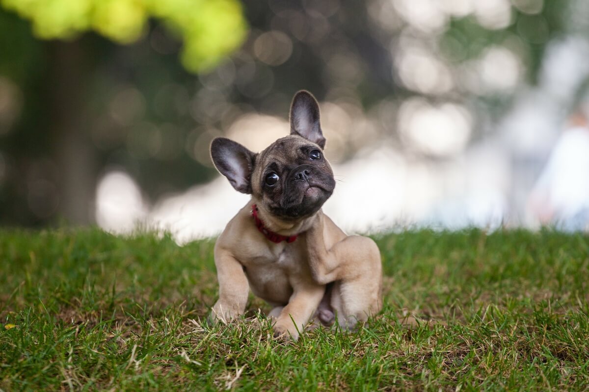 Würmer beim Hund