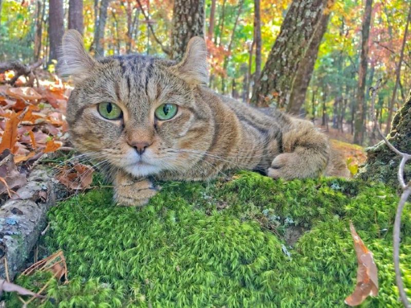 highlander katze