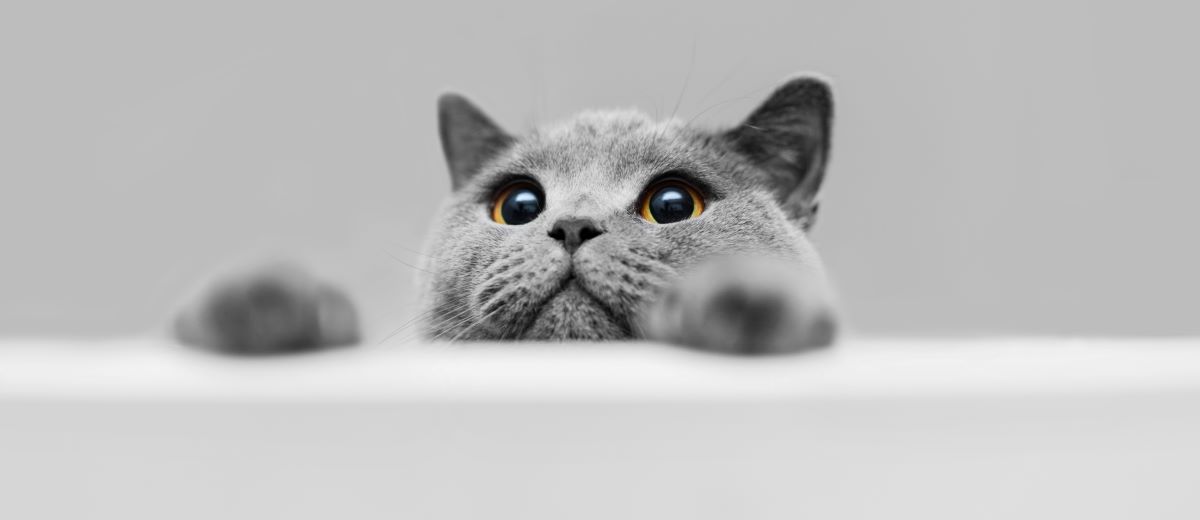 Englische Katzenrassen