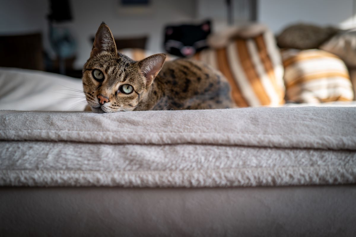 teure Katzenrasse