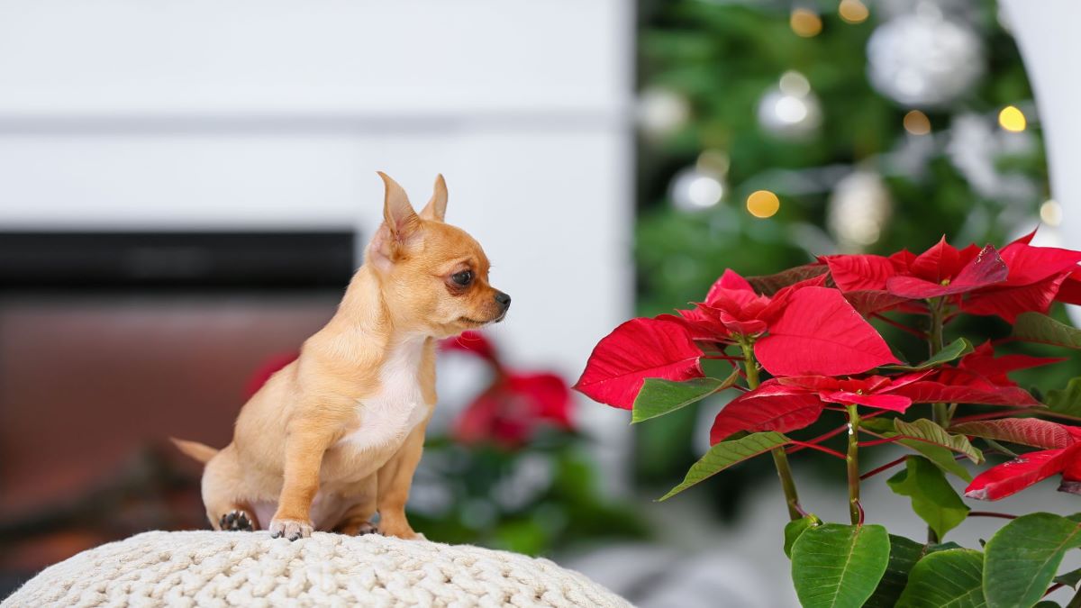 giftige Pflanze Hund