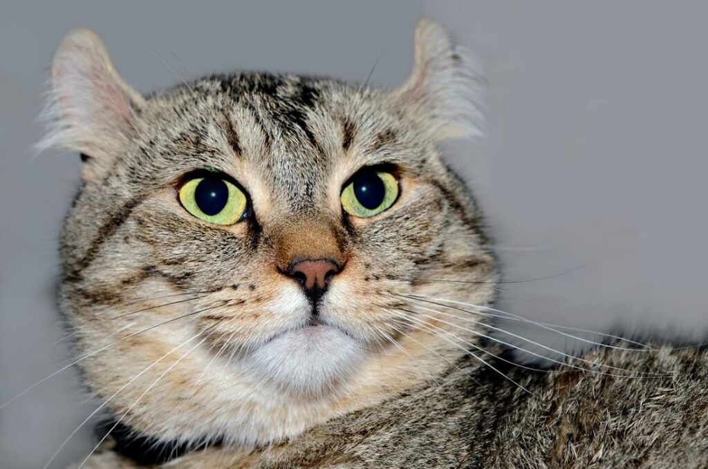 highlander katze
