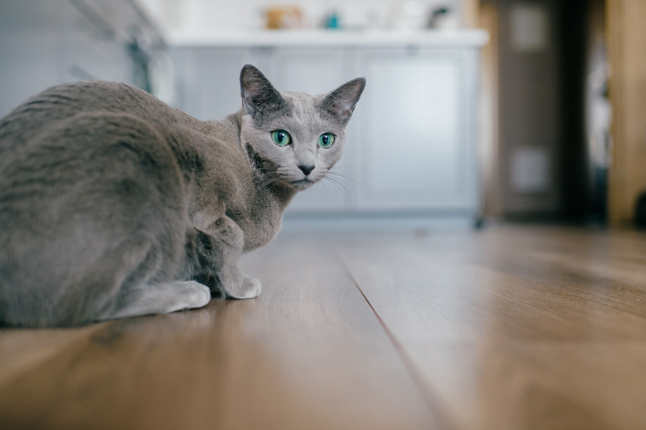 Blaue Katze