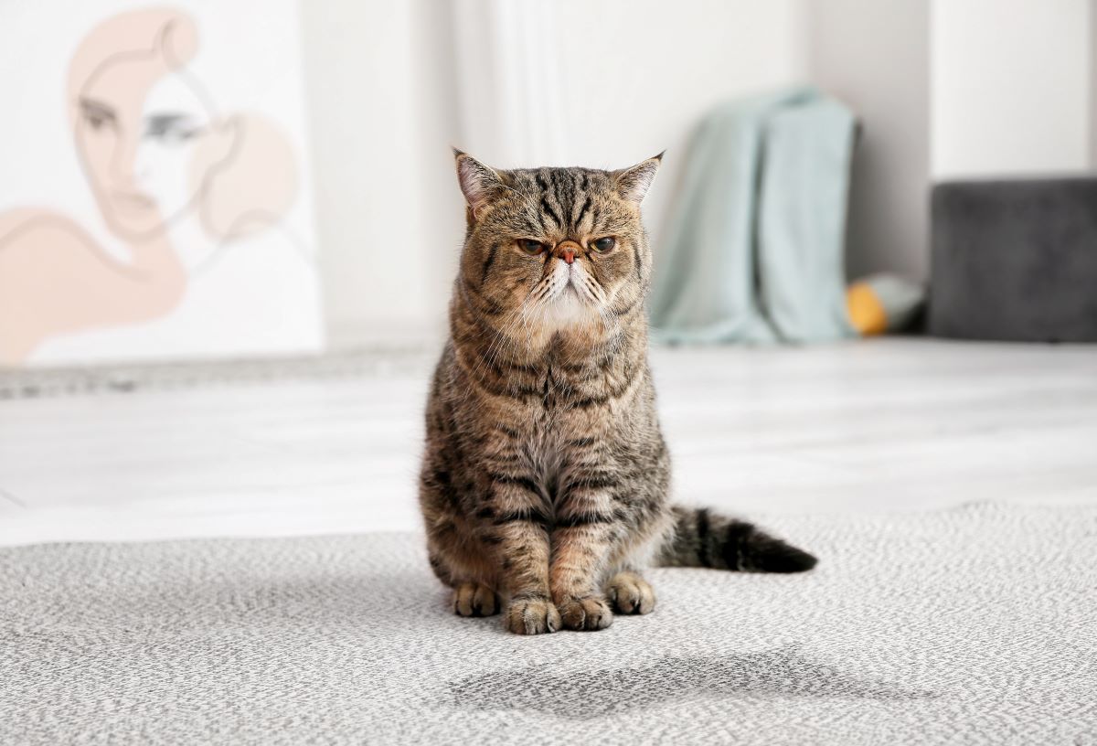 Katze Pinkelt Vor Meinen Augen In Die Wohnung iam-publicidad.org