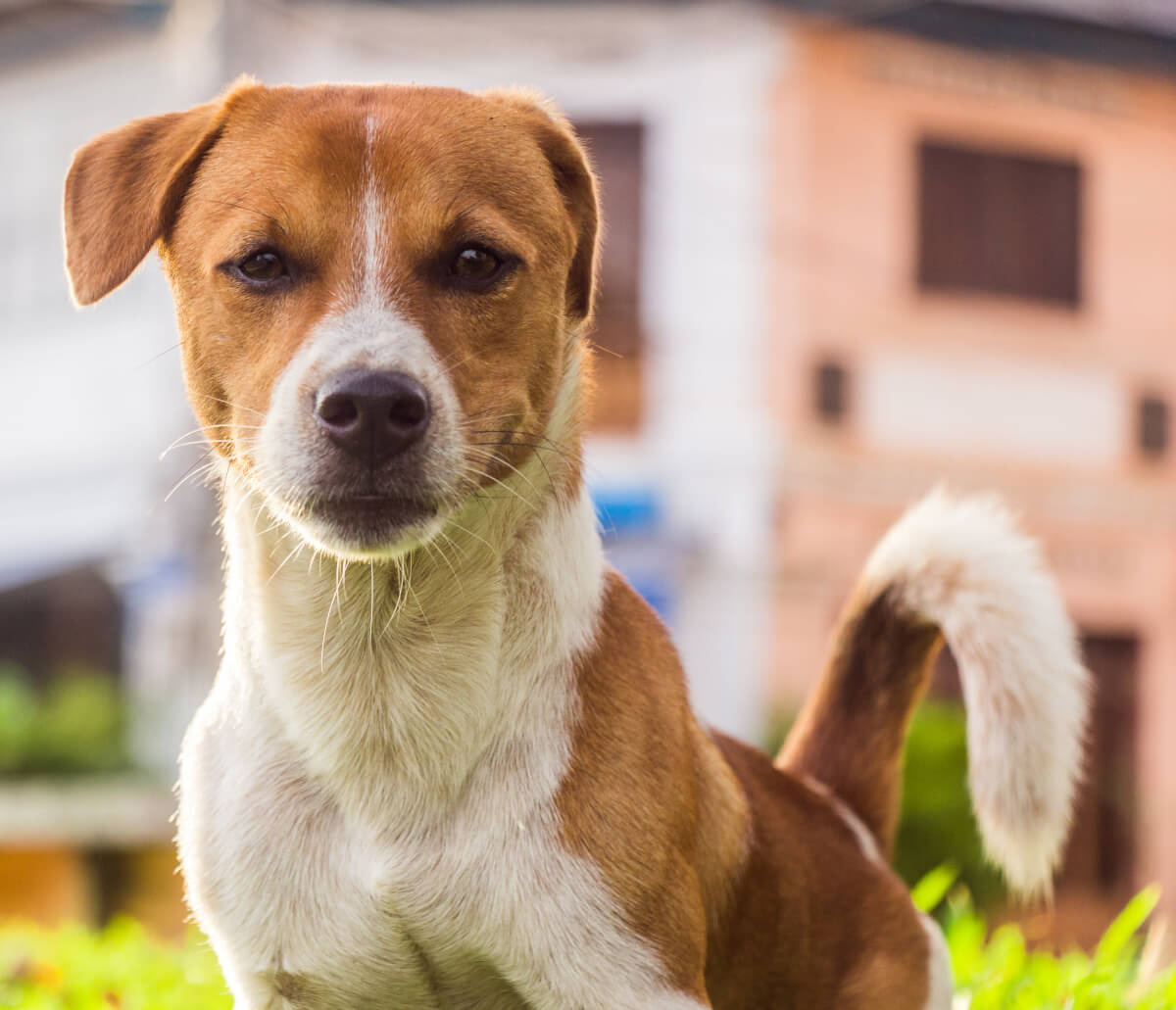 Der Österreichische Pinscher