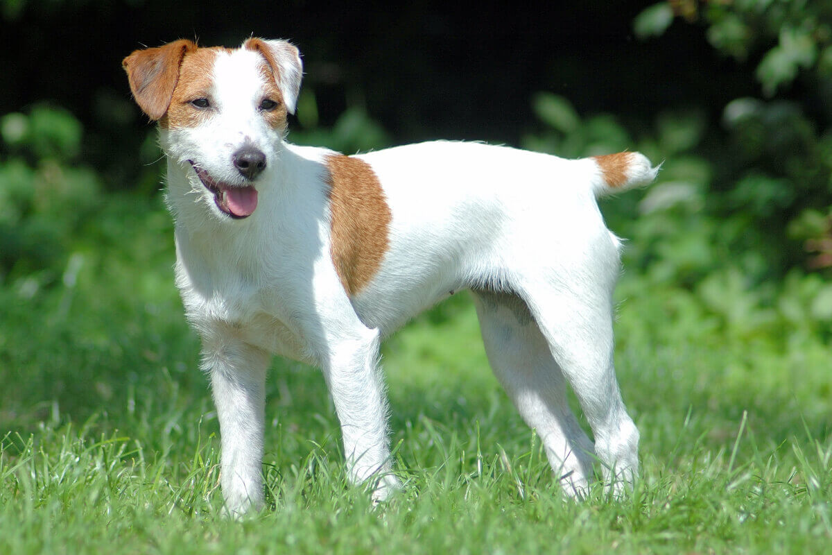 Der Parson Russell Terrier