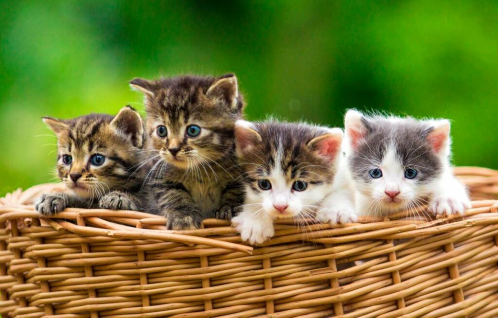 Entwicklung von Katzenbabys