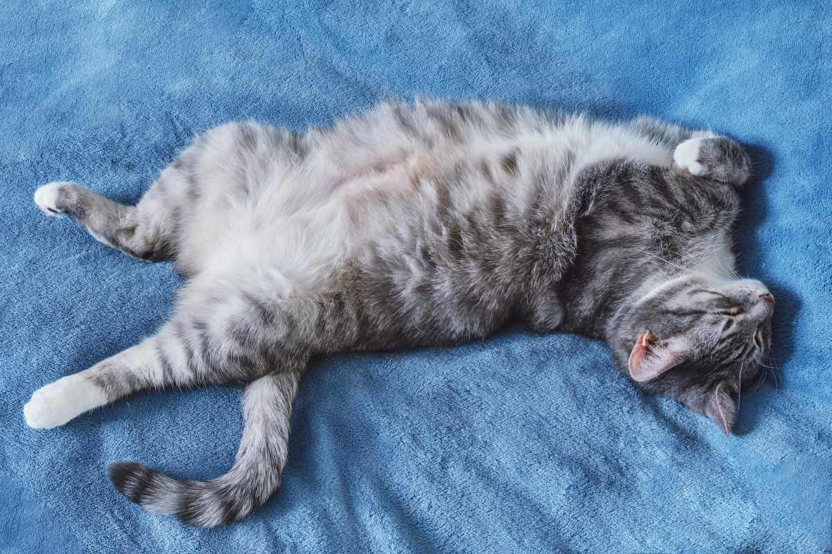 Urwampen