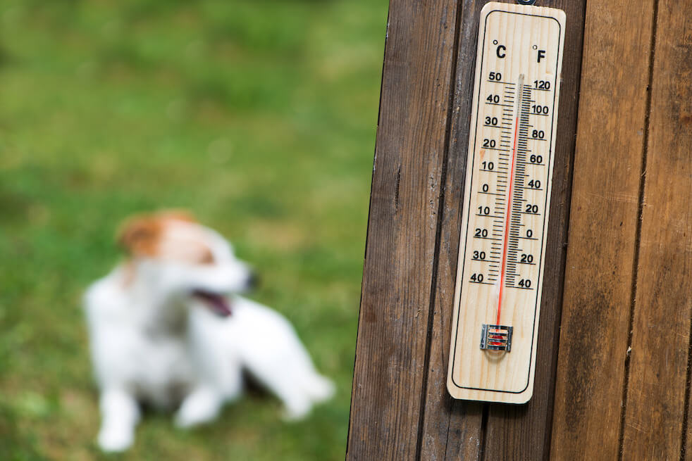 Hitzschlag Hund