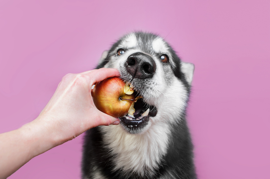 Hund Obst