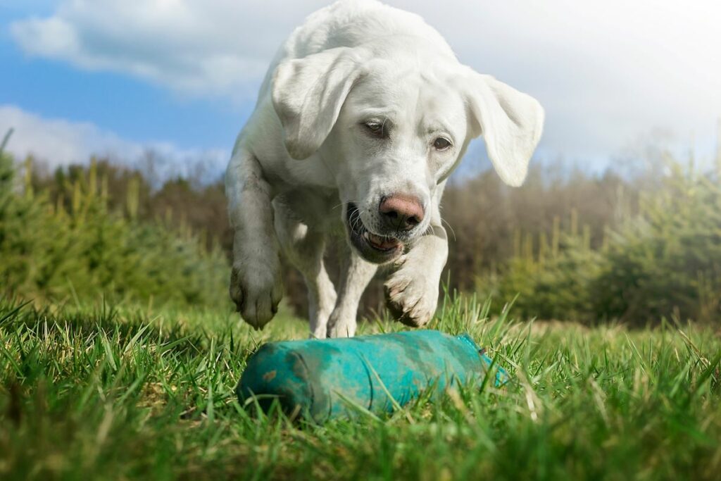 spielen mit hund