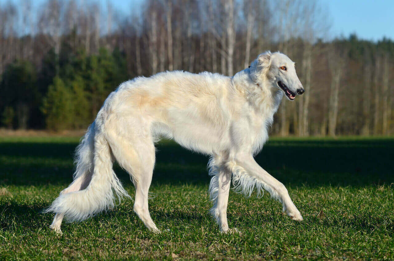 Hund mit langer Schnauze