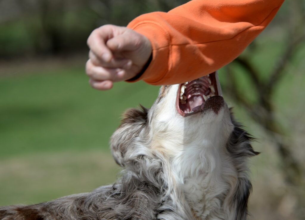 Hund schnappt
