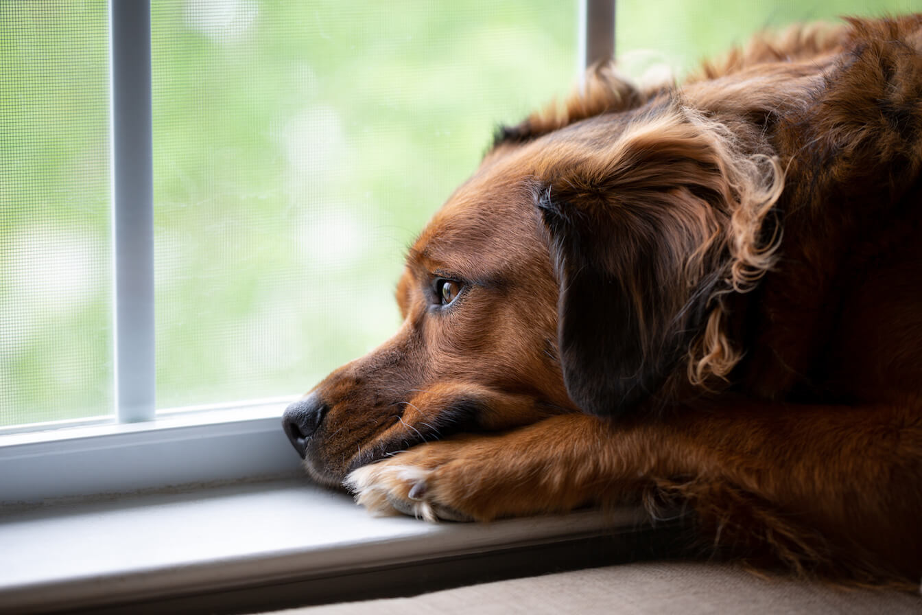 hund zieht sich zurück