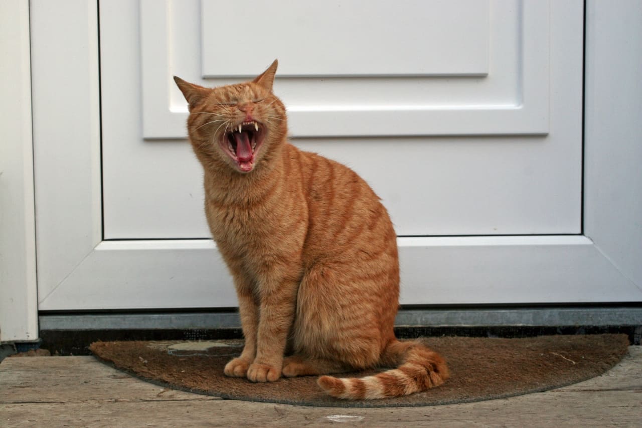 Katze anschreien