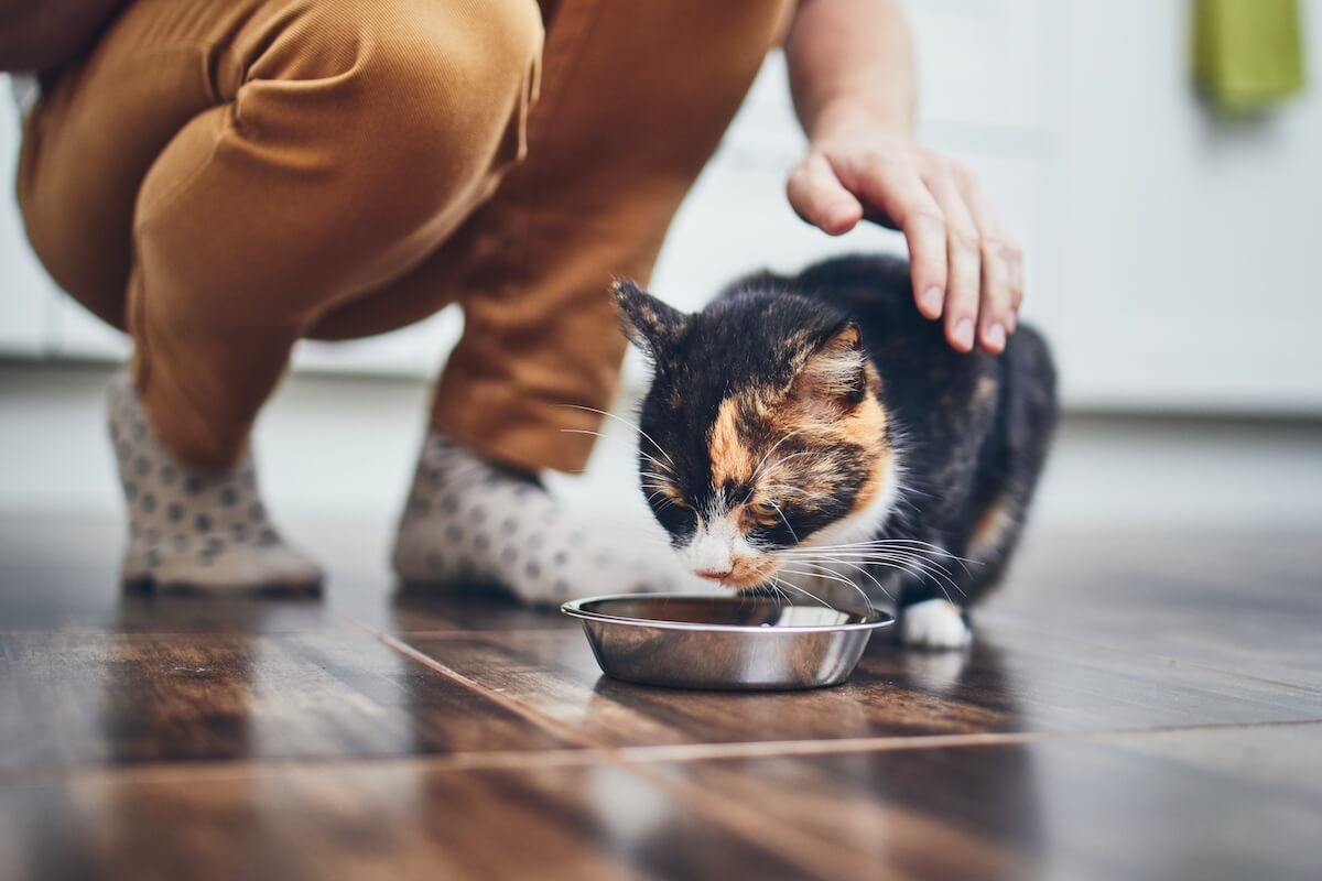 Katze Lässt Sich Nicht Am Bauch Anfassen www.haustierratgeber.de