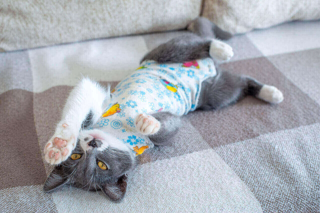 Katze nach Kastration hochheben