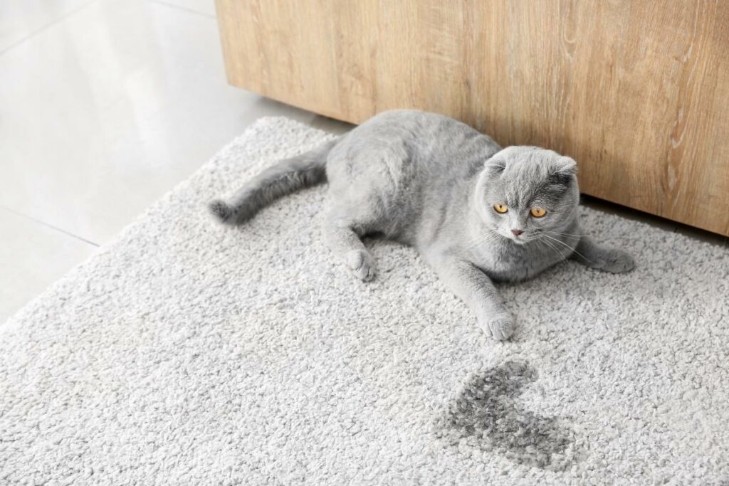 Katze pinkelt auf Teppich
