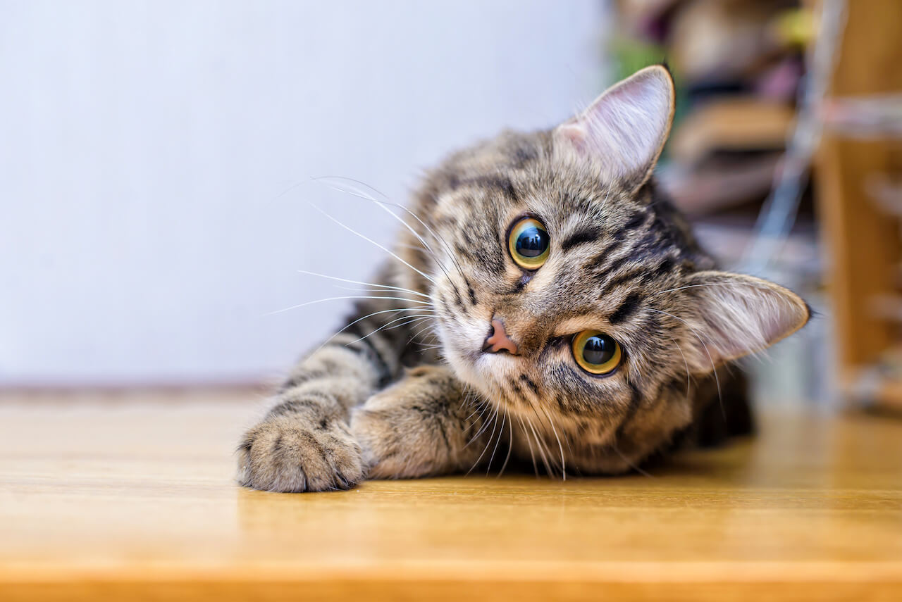 Katzen spüren gute Menschen