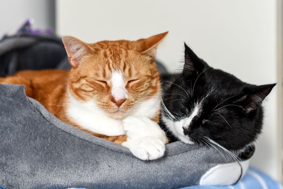 Katzen vergesellschaften