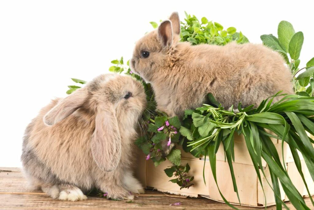 Kräuter für Kaninchen