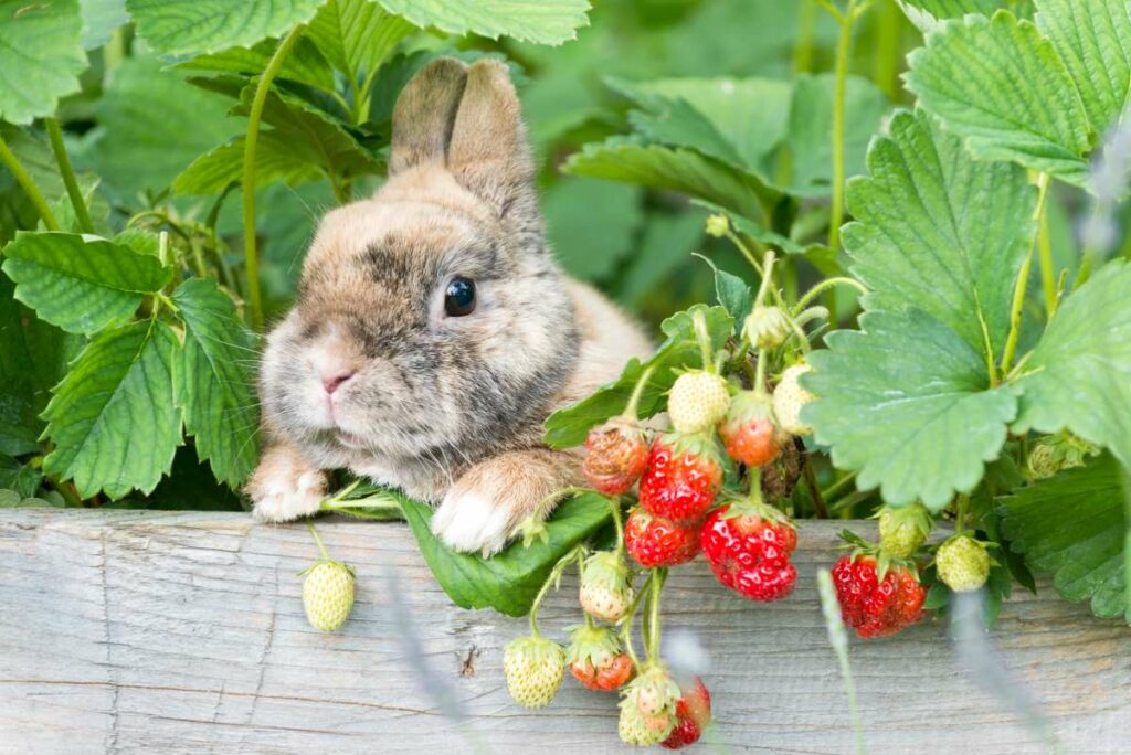 Kräuter und Beeren Kaninchen