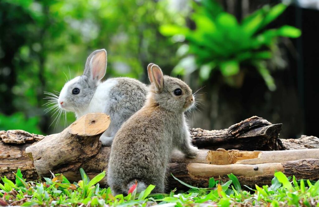 Kräuter Kaninchen