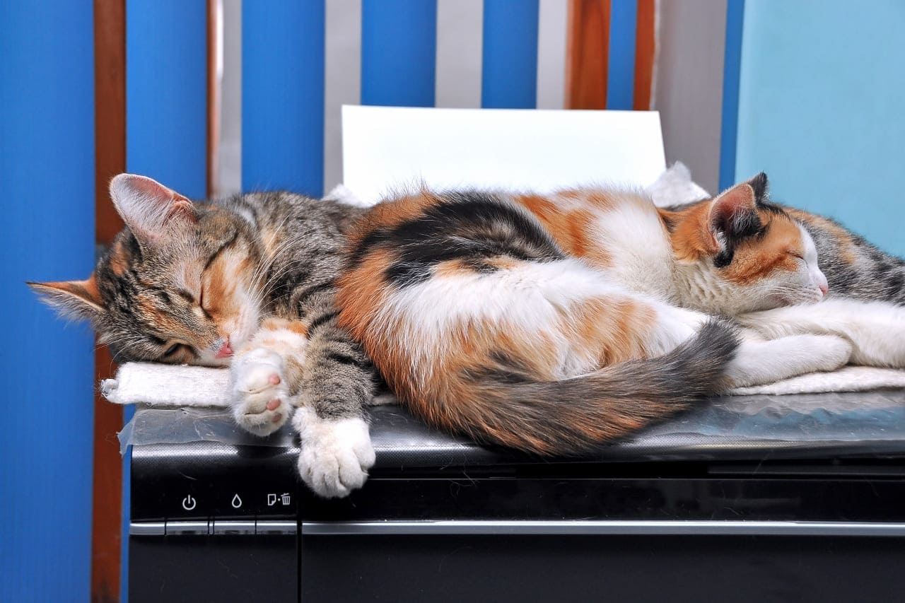 Kriegen Katzen ihre Tage?