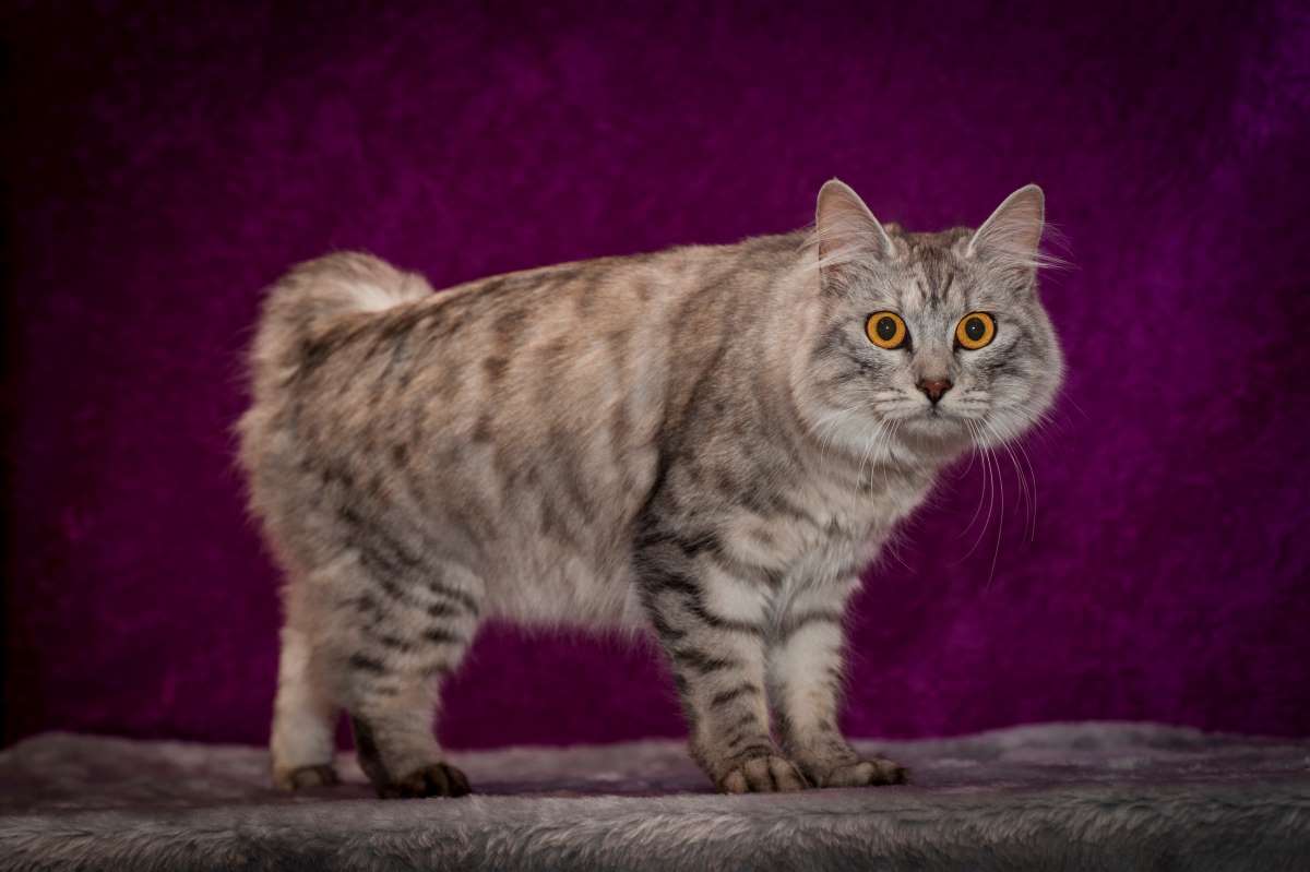 Manx Katze