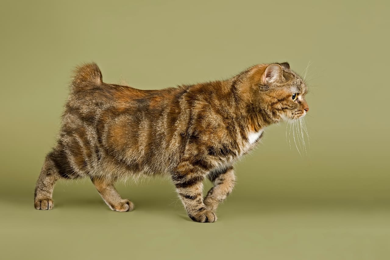 Manx Katze