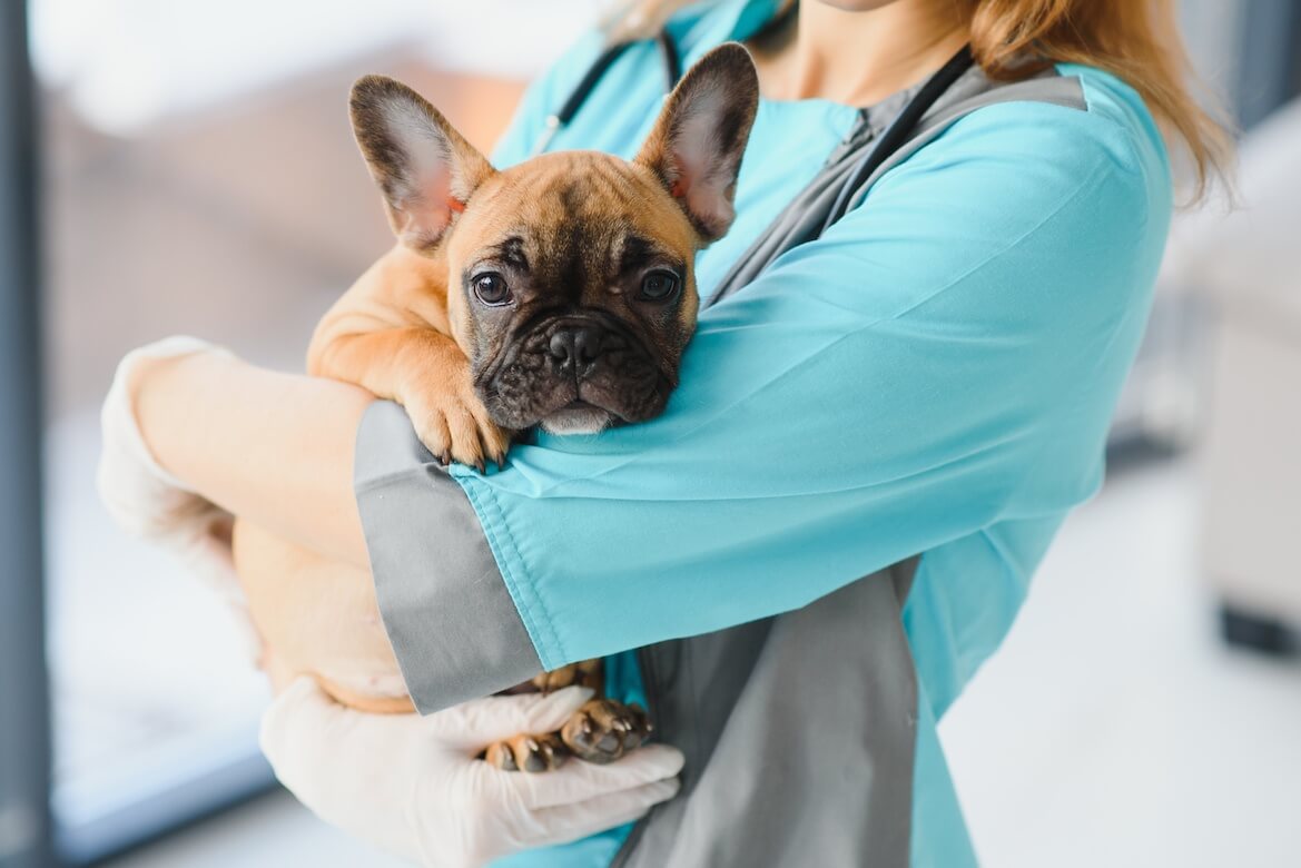 Milztumor beim Hund Haustierratgeber.de