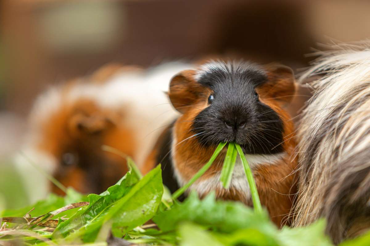 Name Meerschweinchen