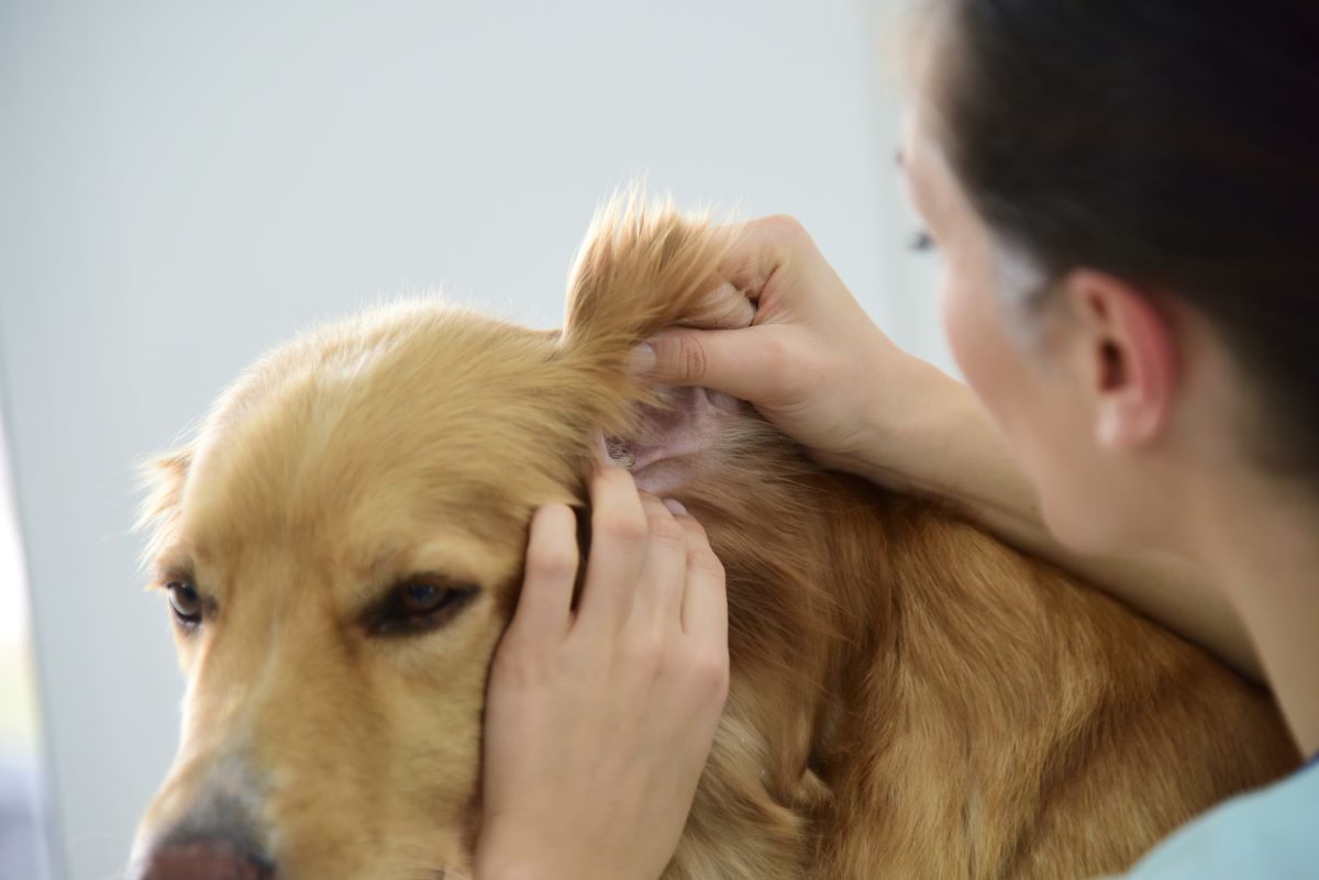Ohrenentzündung Hund