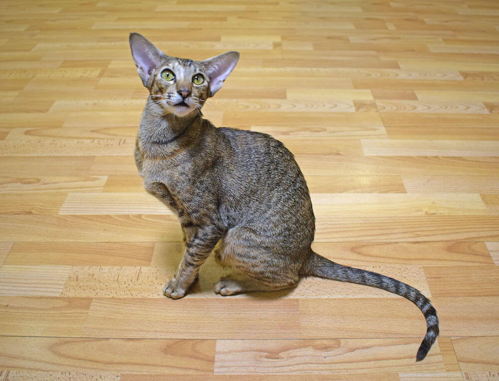 Peterbald