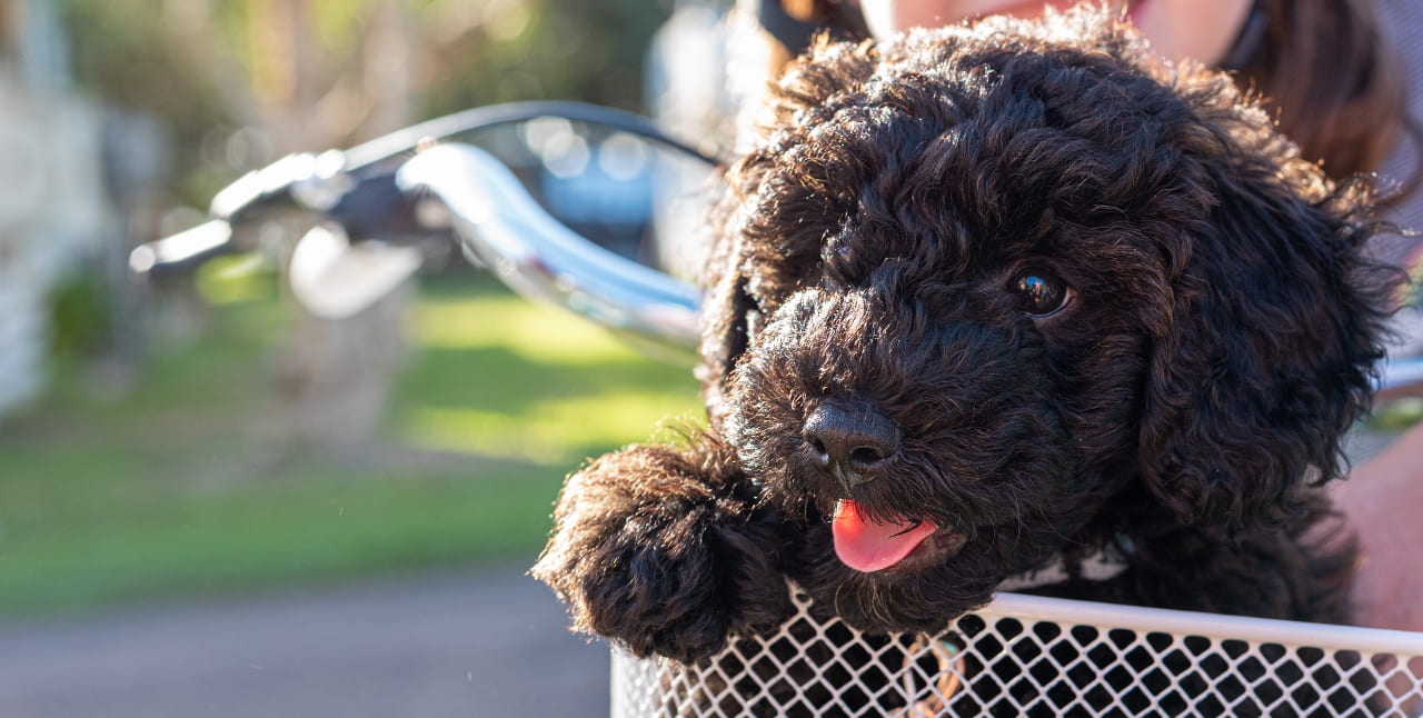 Poo Hunde