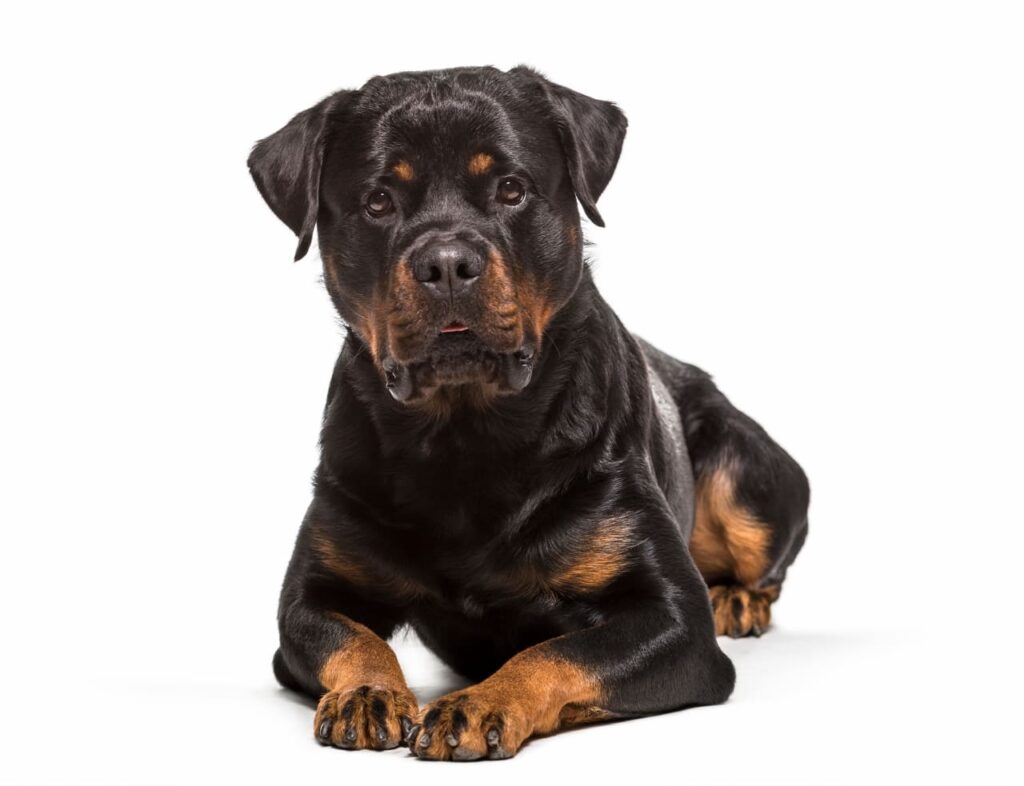 Rottweiler