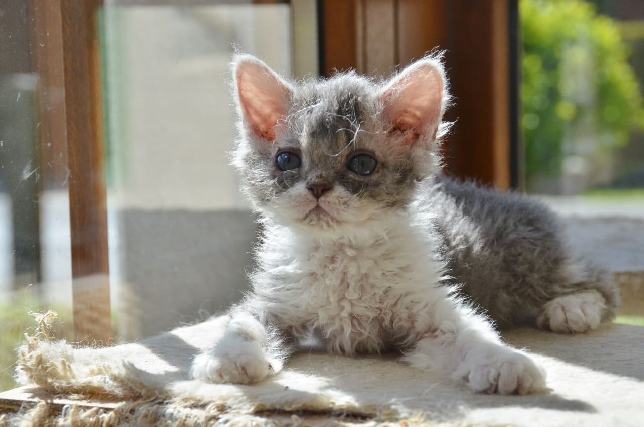 Selkirk Rex