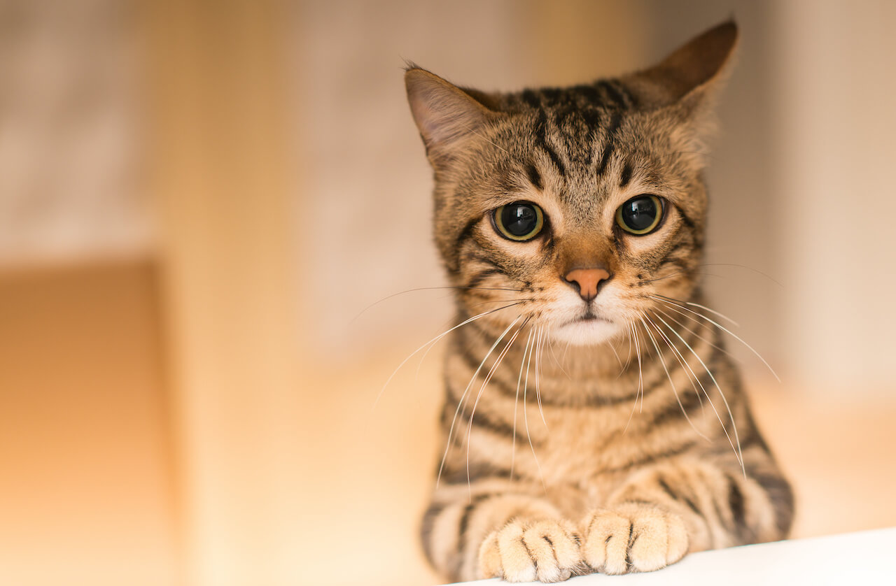 Wie lange kann man Katzen alleine lassen
