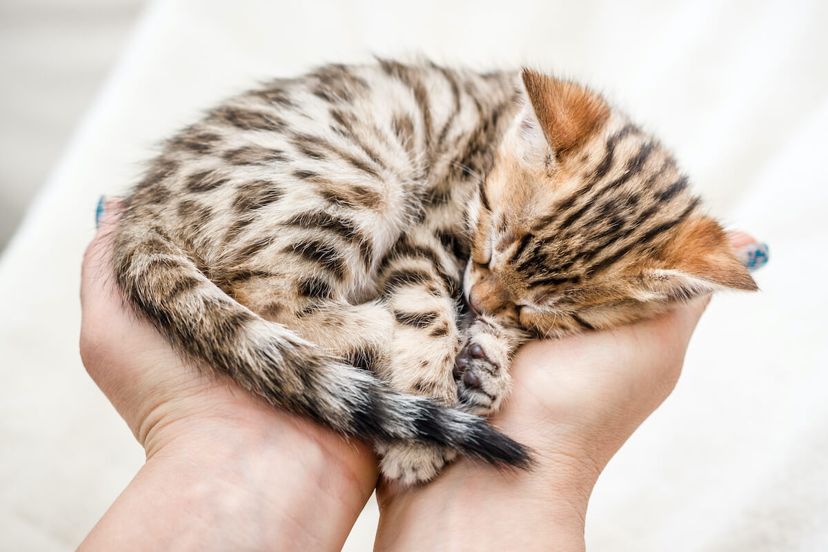 Wo sollten Katzenbabys schlafen?
