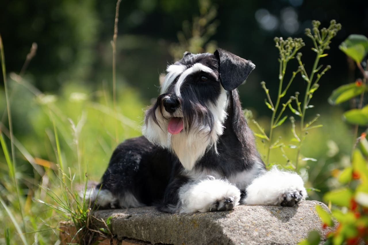 Zwergschnauzer