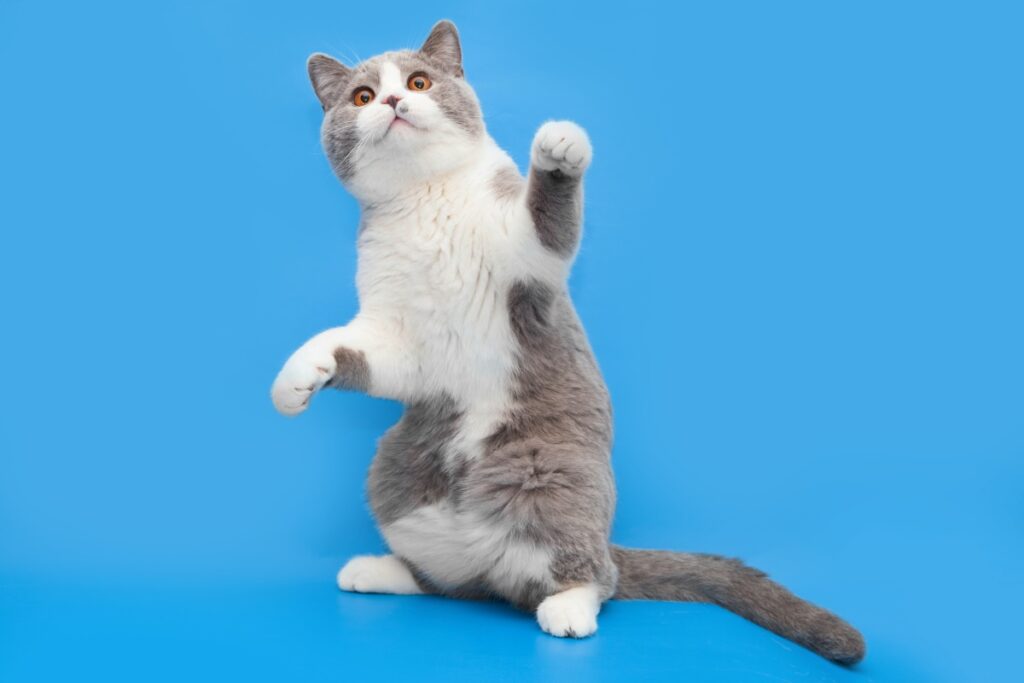 bicolor katzen