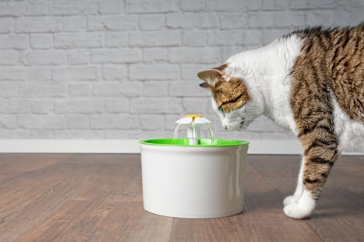 katze zum urinieren bringen katze zum urinieren bringen