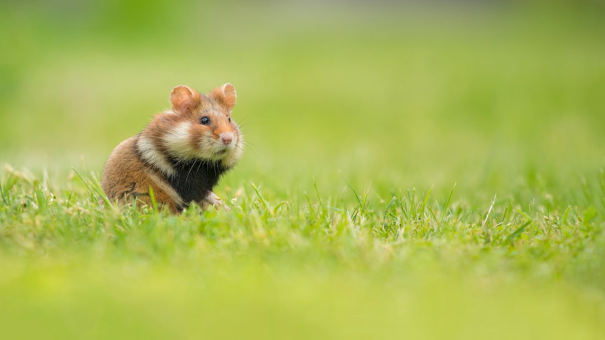 Hamsterstreifen Was Ist Das