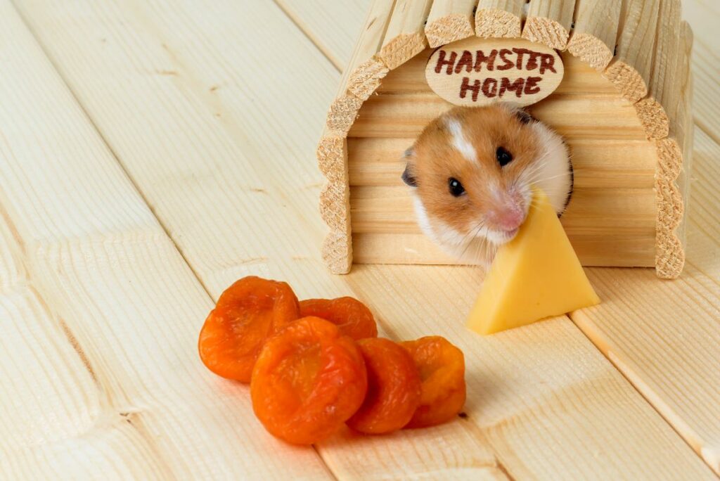 hamster-namen