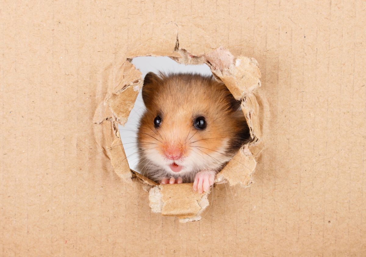Die besten Hamsternamen Finde einen einzigartigen Namen!