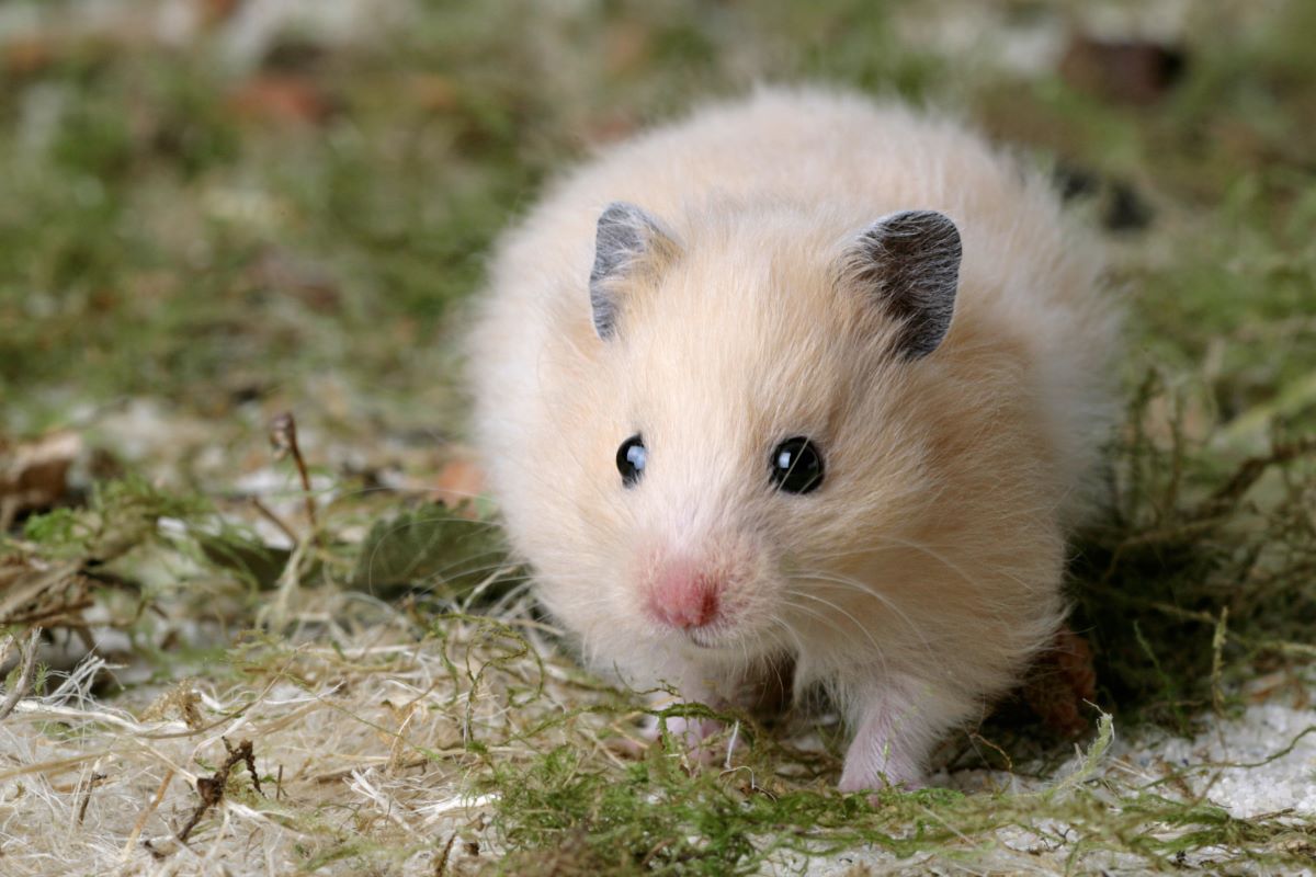 Die besten Hamsternamen Finde einen einzigartigen Namen!