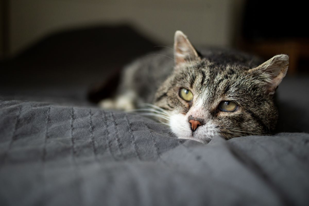 katze zum urinieren bringen katze zum urinieren bringen