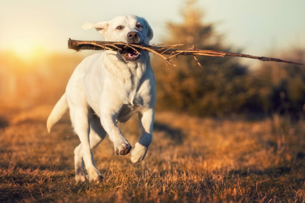 spielen mit hund